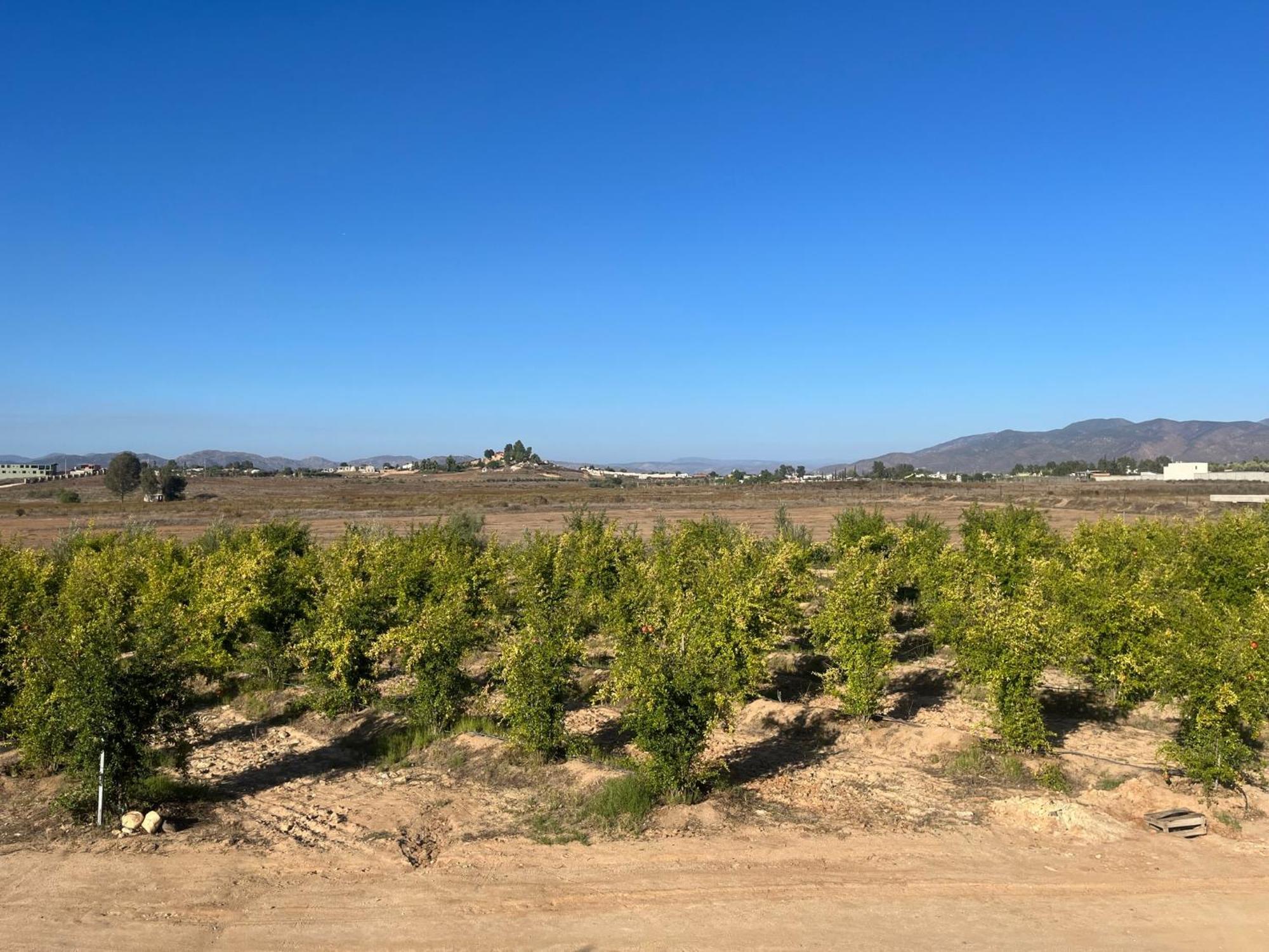 Villas Persas By Jardin De Persia Valle de Guadalupe Eksteriør bilde